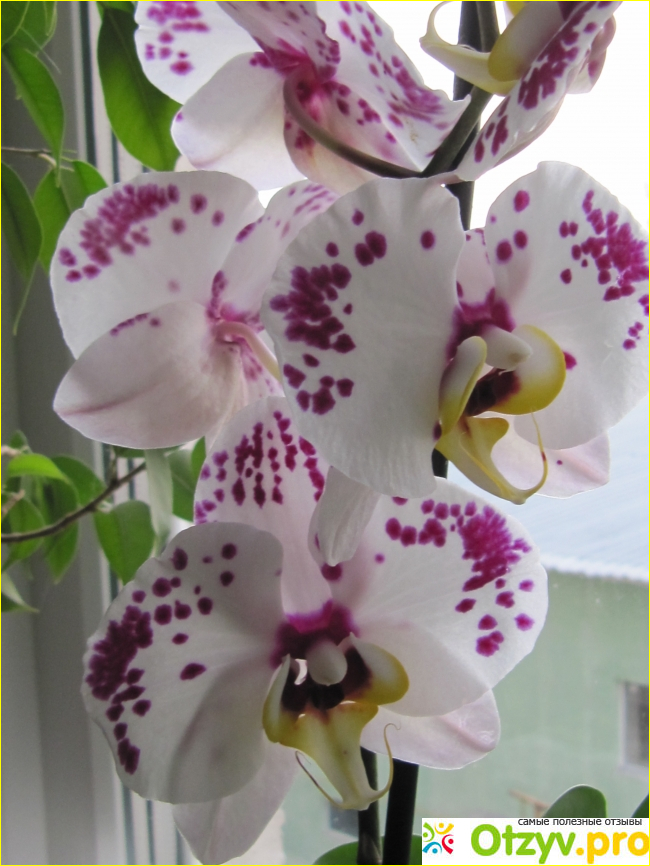 Комплексное органоминеральное удобрение для орхидей BioMaster фото2