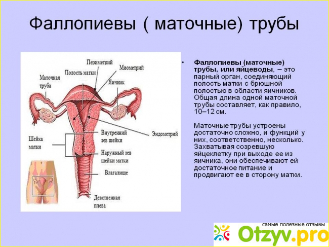 Маточные трубы