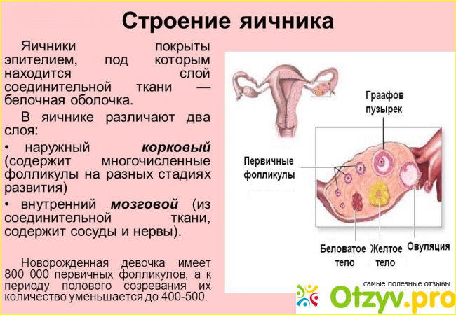 Схема матки и яичников