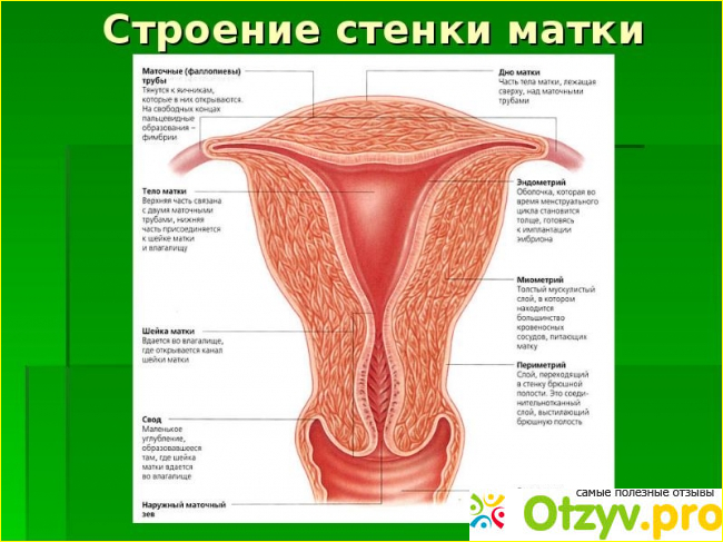 Трубы у женщины где находятся маточные анатомия рисунок