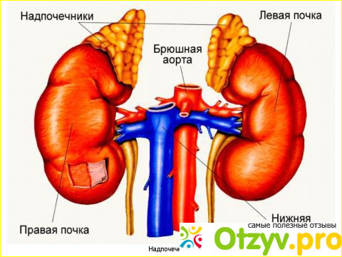 Отзыв о Врождённая гиперплазия коры надпочечников