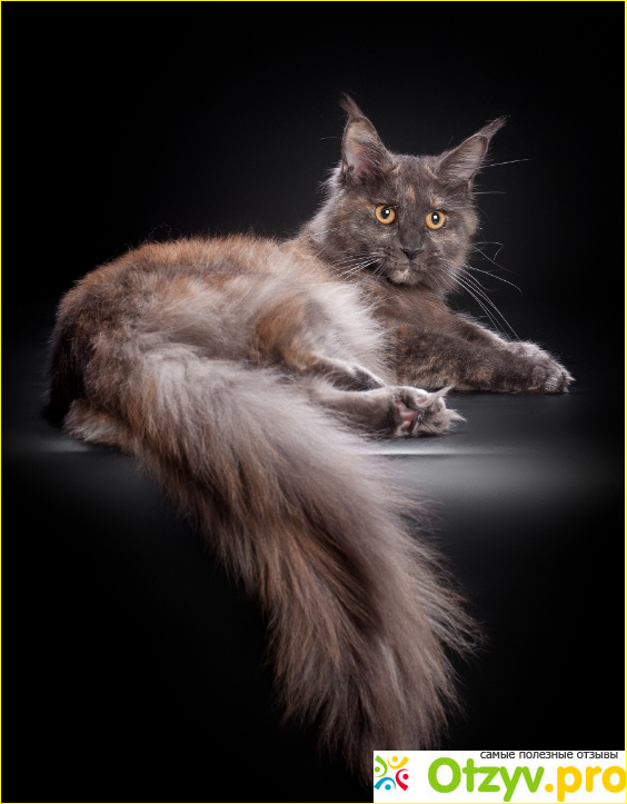 Мейн-Кун / Maine Coon фото2