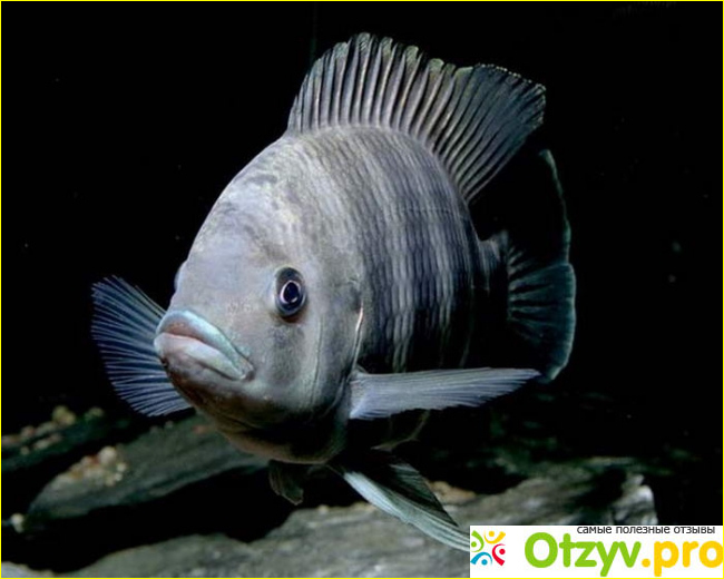 Красная тилапия (Oreochromis sp)