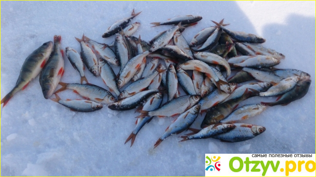 Особенности зимней рыбалки. фото1