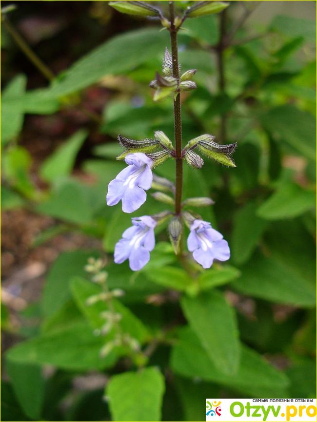 Отзыв о Шалфей кайманский (Salvia caymanensis)