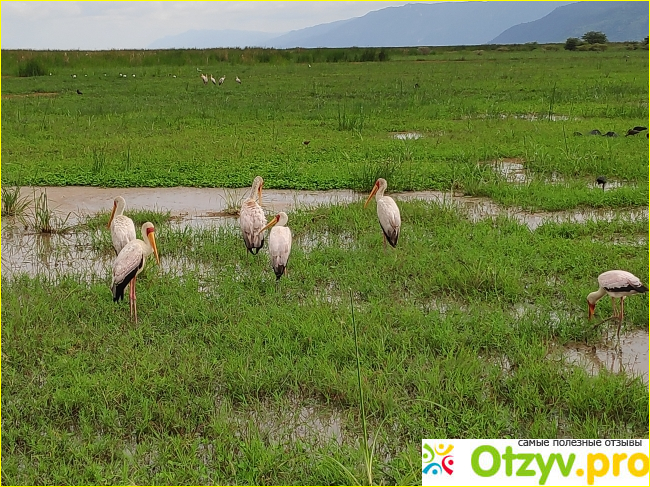 Сафари-Занзибари - организация путешествия по Танзании фото4
