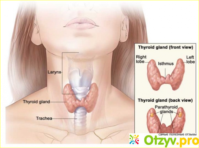 Причины нарушений функций щитовидной железы.