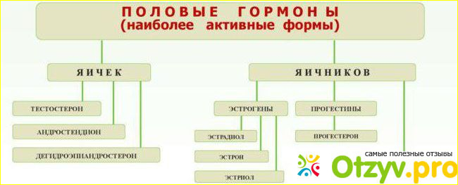 Отзыв о Гормон андростендион