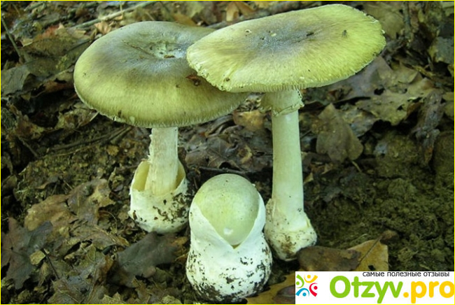 Отзыв о Гриб бледная поганка (Amanita phalloides) особенности строения