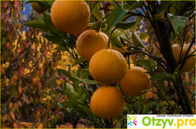 Употребление цитрусовых - апельсины, мандарины и грейпфруты 