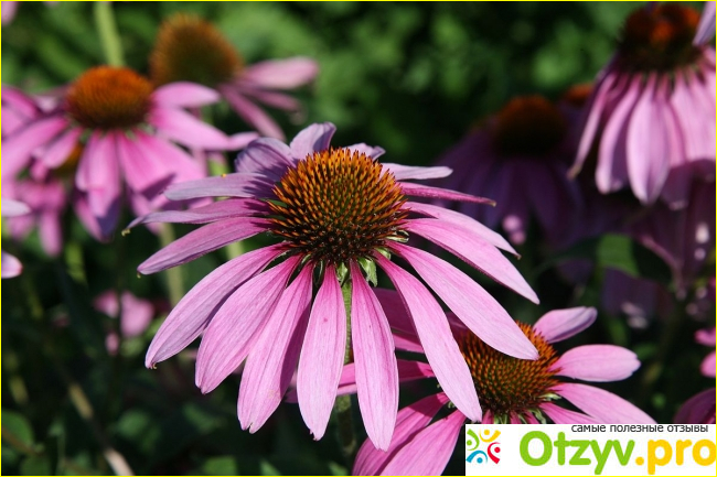 Отзыв о Эхинацея пурпурная (Echinacea purpurea)