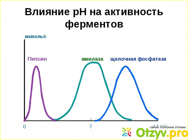 Влияние химических элементов на ферменты фото1