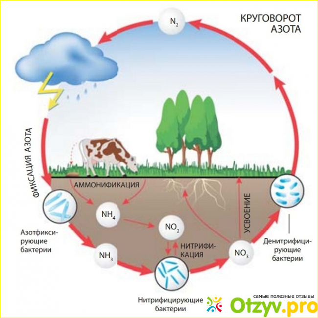 Азотный цикл в типичной наземной экосистеме