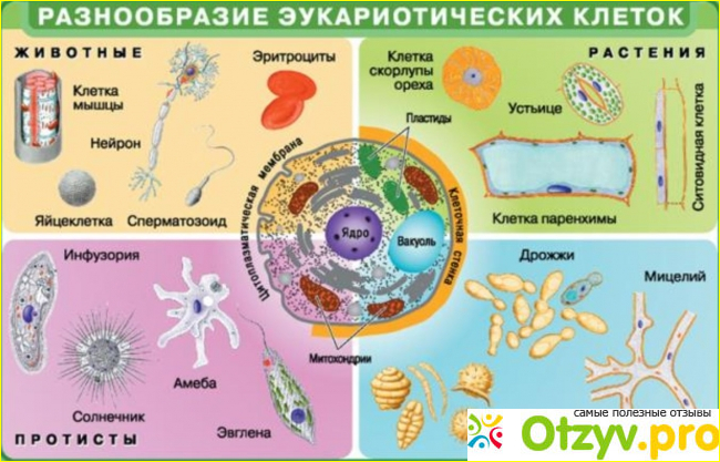 Прокариотические и эукариотические клетки