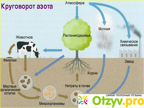 Процесс нитрификации