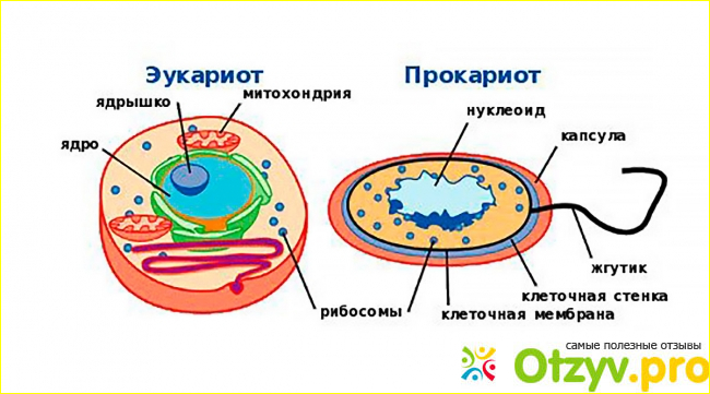 Органеллы