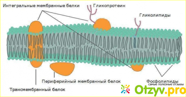 Клеточная мембрана 