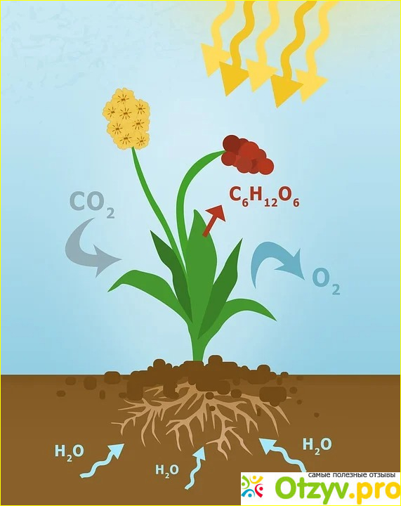 Фотосинтез растений фото1