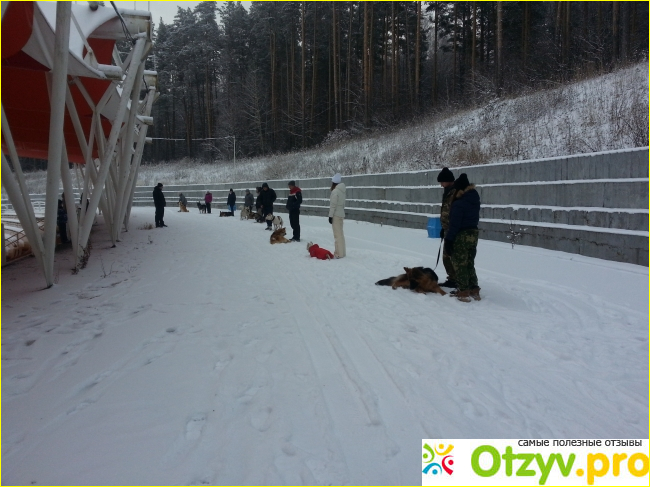 Школа дрессировки собак Akita Dog School фото1