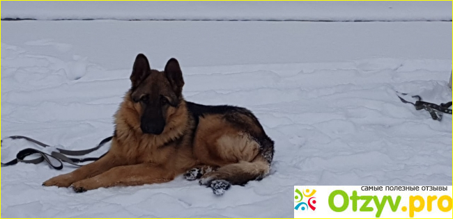 Отзыв о Школа дрессировки собак Akita Dog School