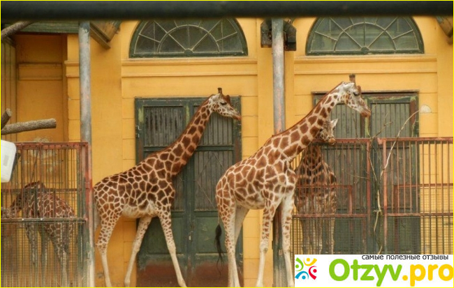Зоопарк Шёнбрунн - старейший зоопарк в мире. фото4