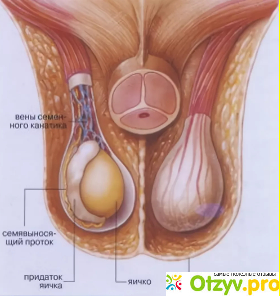 Ниже яиц у мужчин. Анатомия яичка и семенного канатика. Варикоз вен семенного канатика. Семенной канатик анатомия.