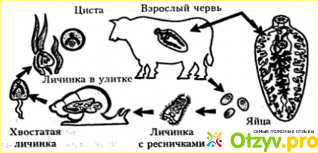 Эпидемиология