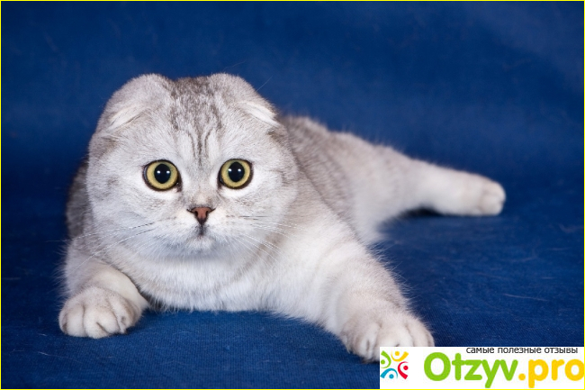 Отзыв о Вислоухий шотландский кот - Scottish Fold (Скотиш-фолд)