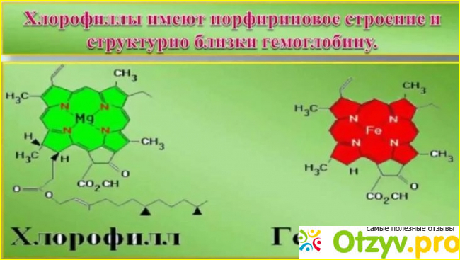 Польза хлорофилла для женщин