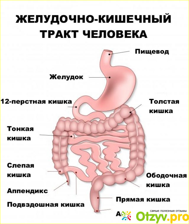 Отзыв о Вердиогаст отзывы