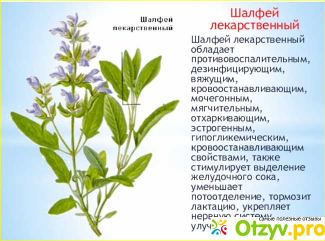  Использование шалфея у женщин