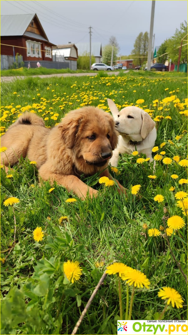 Школа дрессировки собак Akita Dog School фото2