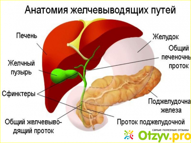 Отзыв о Сирепар