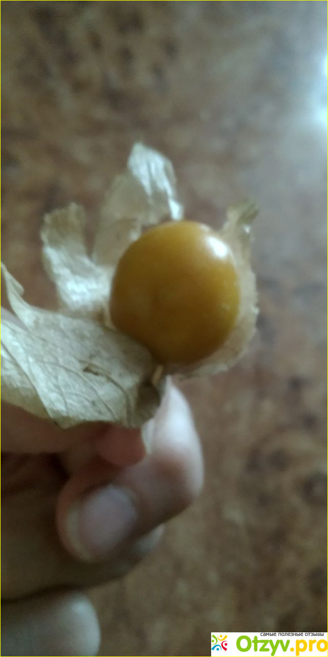 Физалис свежий фото2