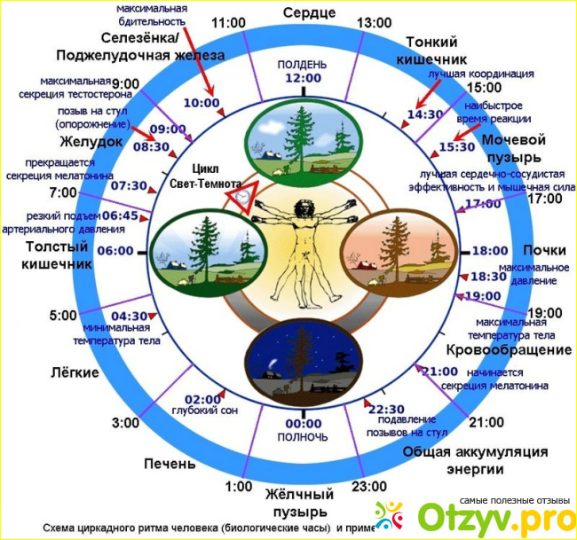 Molecular Force поддержка сна и биоритмов