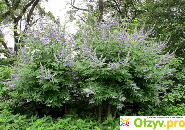 Bad Vitex от Nature's Way. 