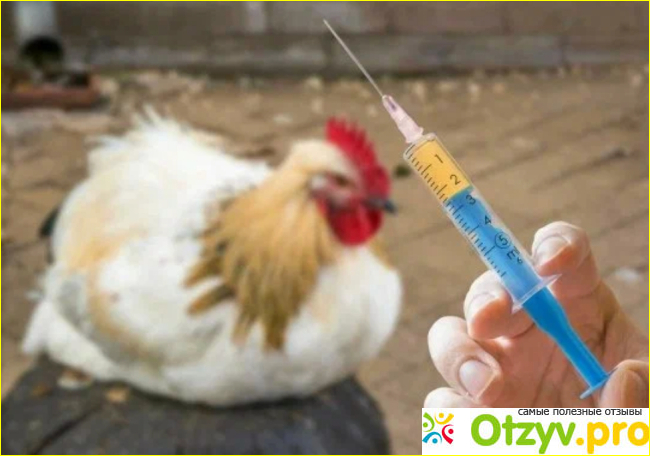 Когда дают антибиотики цыплятам