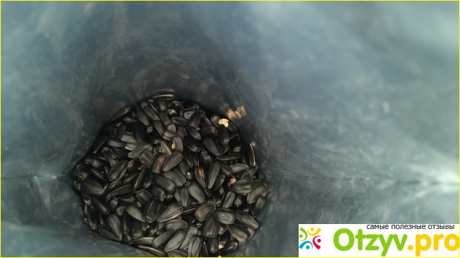 Бабкины семечки фото3