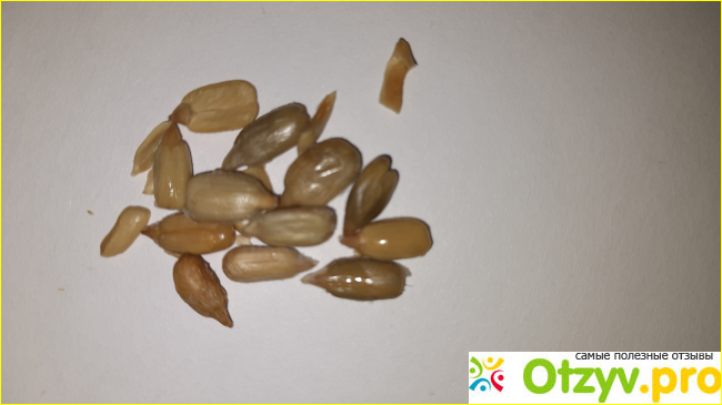 Бабкины семечки фото5