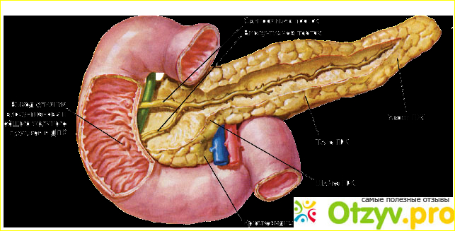 Что такое диффузные изменения поджелудочной железы. Диффузия поджелудочной железы. Диффузность поджелудочной железы. Диффузное уплотнение поджелудочной железы. Дифузноеизменение поджелудочной железы.