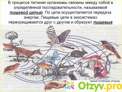 Цепь питания в зоне. Цепь питания Степной зоны. Пищевая цепь степи примеры. Схема питания в степи 4 класс окружающий мир. Цепь питания в степи 3 класс окружающий мир.