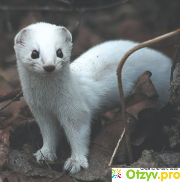 Самое легкое животное. Ласка Mustela nivalis Linnaeus, 1766 ареал. Горностай. Животные игииз красной кн. Животные из красной книги.