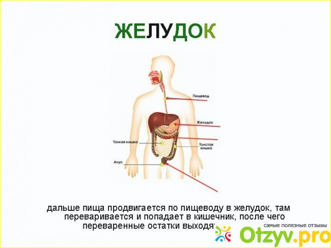 Плохо переваривается пища причины. Желудок не переваривает пищу. Звуки переваривания пищи. Боль в желудке пища не переваривается. Как мы перевариваем пищу 3 класс презентация.