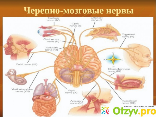 Черепные пары. Черепно мозговой нерв. Нервы отходящие от головного мозга. Головной мозг и черепно мозговые нервы. Черепные нервы 12.