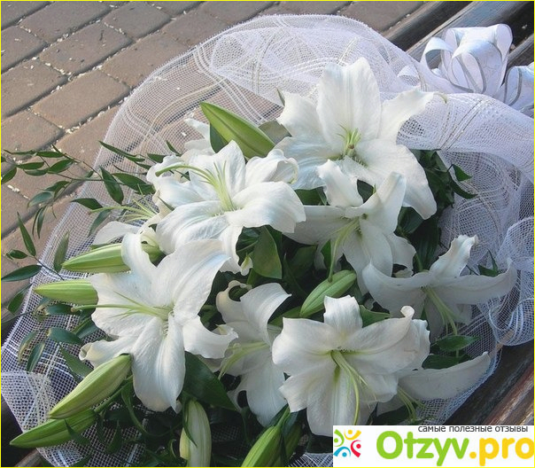 А я в пруду для лилии сорвал. Сорвал три белых лилии. Букет лилий фото реальное из жизни. Сорвал три белых лилии. Лилия цветок.