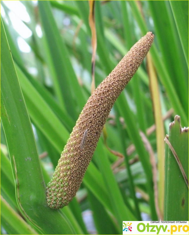 Покажи аир. АИР обыкновенный - Acorus Calamus. АИР болотный (Acorus Calamus). АИР обыкновенный цветение. АИР болотный соцветие.