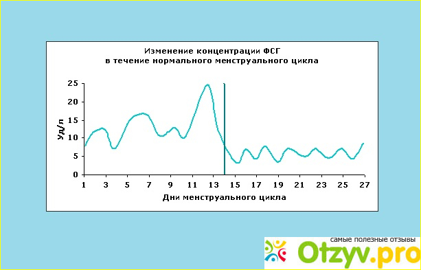 Течение цикла