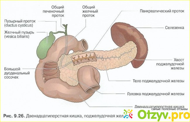 Месторасположение поджелудочной. В какой стороне поджелудочная железа. В какой стороне поджелудочная железа. Структура органов человека поджелудочная железа. Если ноет поджелудочная железа.