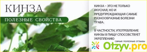 Чем полезна кинза для организма человека. Кинза полезные свойства. Кинза вкус.